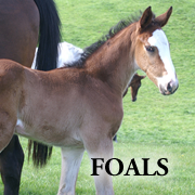 Foals for Sale