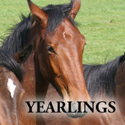 For Sale: Yearlings