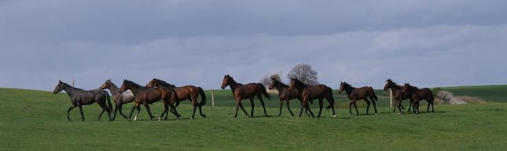 Youngsters out in the field